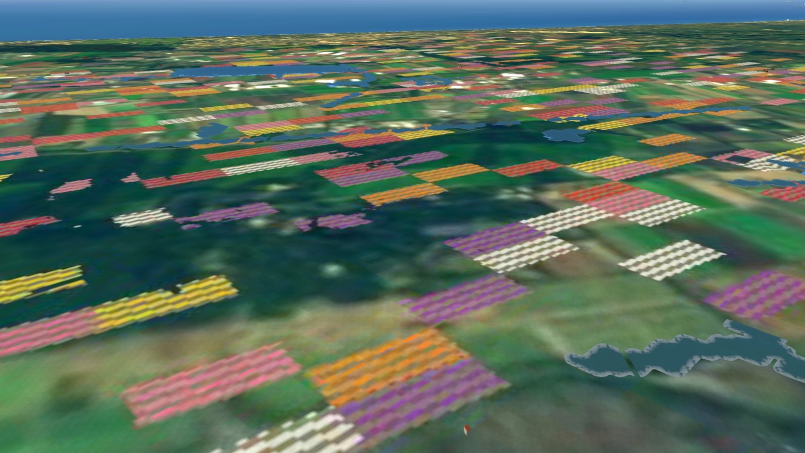 The striped tulip fields of the Bollenstreek